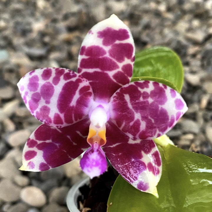 Phalaenopsis KS Super Zebra '84'