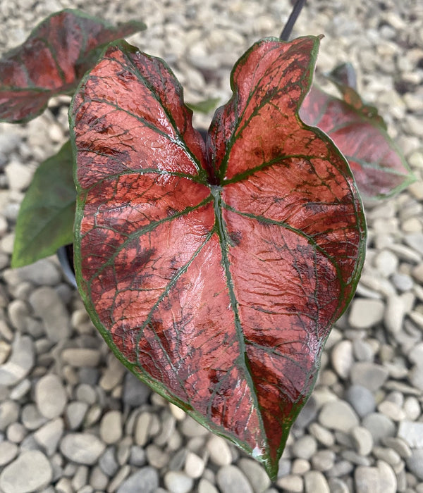 Caladium Bubble