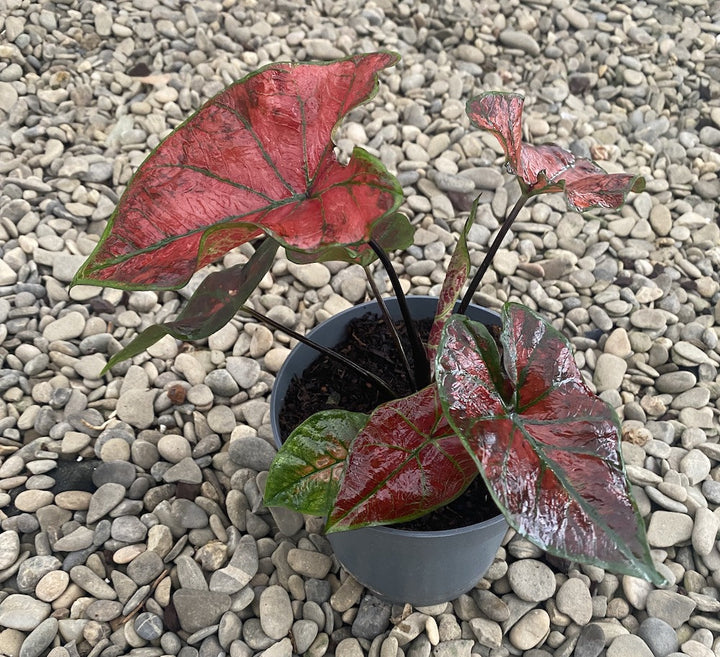 Caladium Bubble