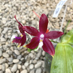 Phalaenopsis tetraspis 'Red' parfumata