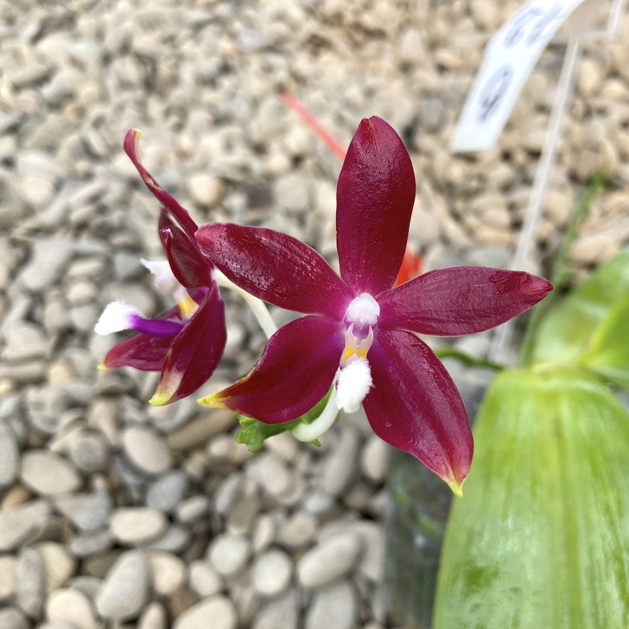 Phalaenopsis tetraspis 'Red' parfumata