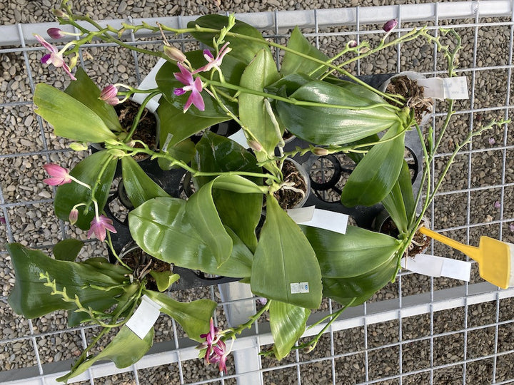 Phalaenopsis Samera × tetraspis 'C1'