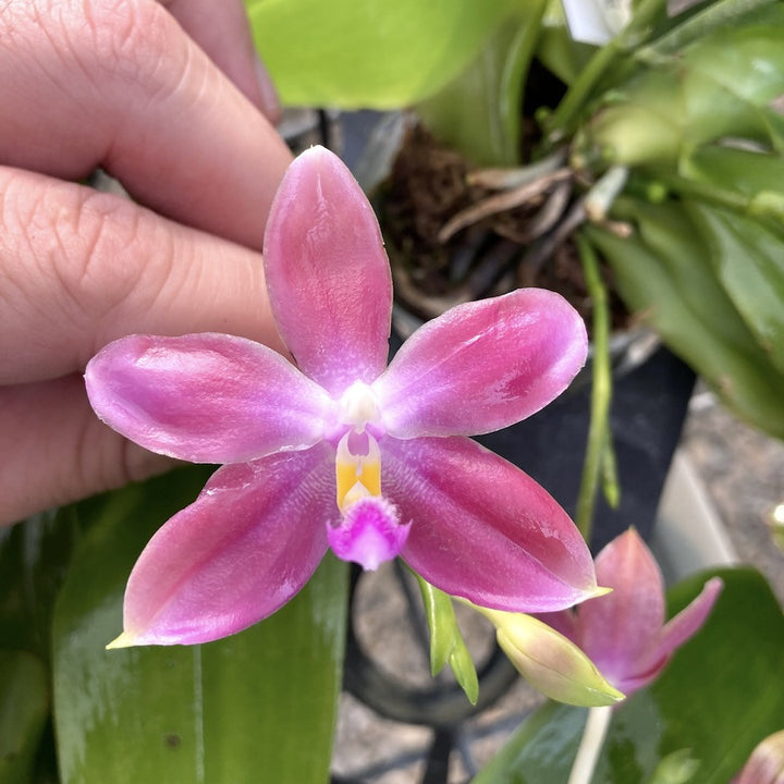 Phalaenopsis Samera × tetraspis 'C1'