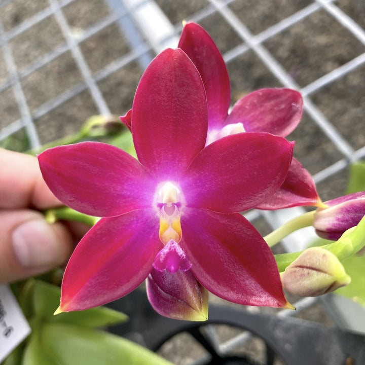 Phalaenopsis Samera × tetraspis 'C1'