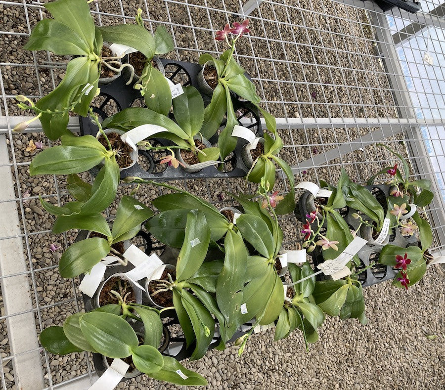 Phalaenopsis Tying Shin Fly Eagle 'Wilson' ( tetraspis 'C1' × Dragon Tree Eagle).