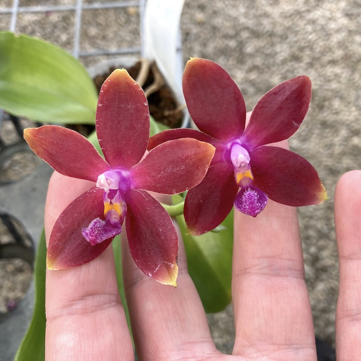 Phalaenopsis Tying Shin Fly Eagle 'Wilson' ( tetraspis 'C1' × Dragon Tree Eagle).