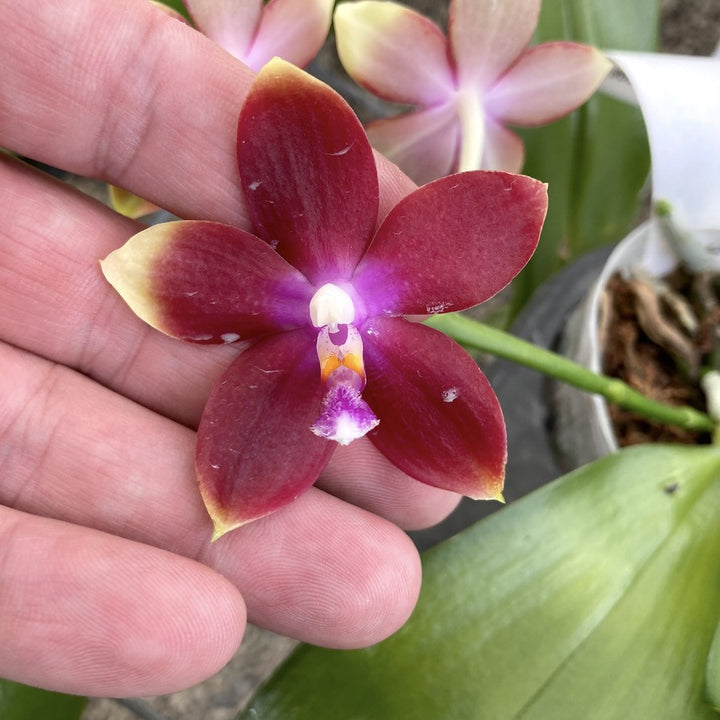 Phalaenopsis Tying Shin Fly Eagle 'Wilson' ( tetraspis 'C1' × Dragon Tree Eagle).