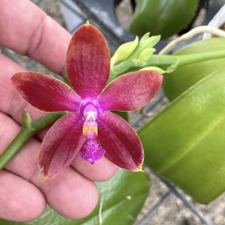 Phalaenopsis Tying Shin Fly Eagle 'Wilson' ( tetraspis 'C1' × Dragon Tree Eagle).