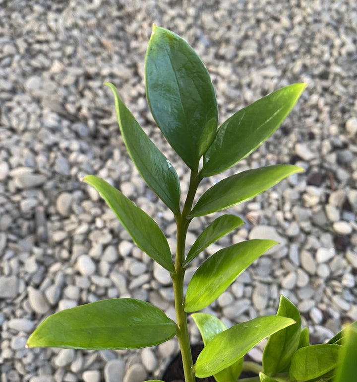 Zamioculcas zamiifolia ‘Zamicro’