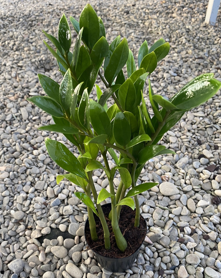 Zamioculcas zamiifolia ‘Zamicro’