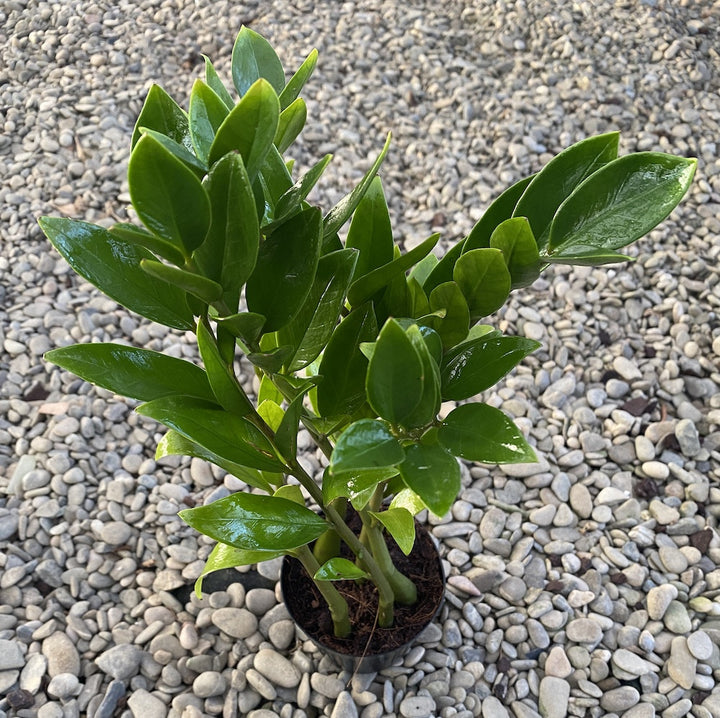 Zamioculcas zamiifolia ‘Zamicro’