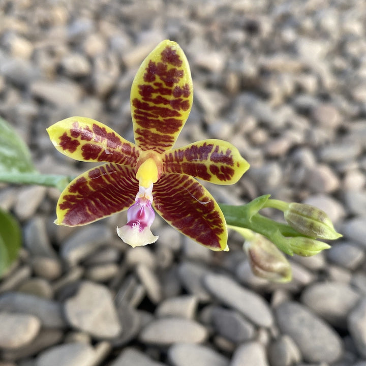 Phalaenopsis mannii var. flava × inscriptiosinensis