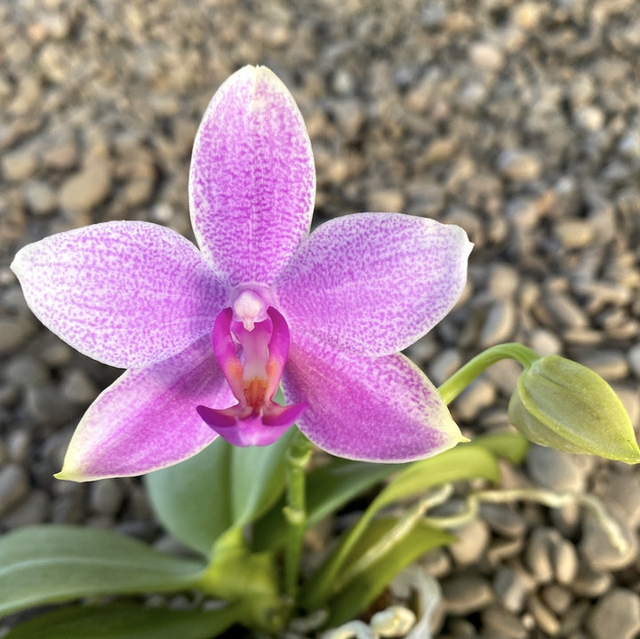 Phalaenopsis amabilis × bellina