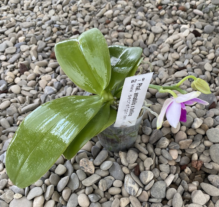 Phalaenopsis amabilis × bellina