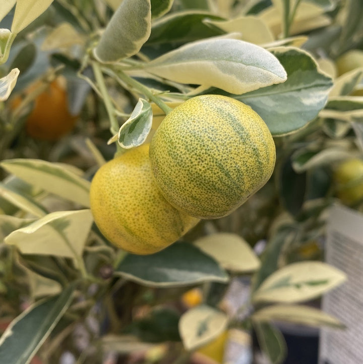 Citrus Variegata - calamondin cu frunze bicolore, pret special!