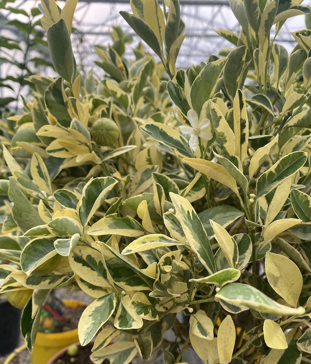 Citrus Variegata - calamondin cu frunze bicolore, pret special!