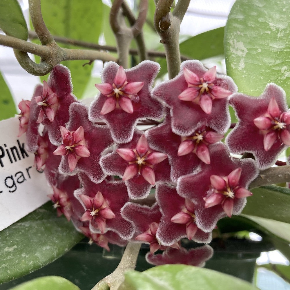 Hoya pubicalyx 'Pink Silver' - floarea de ceara