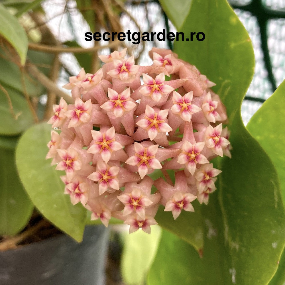Hoya parasitica 'Pink' - flori parfumate