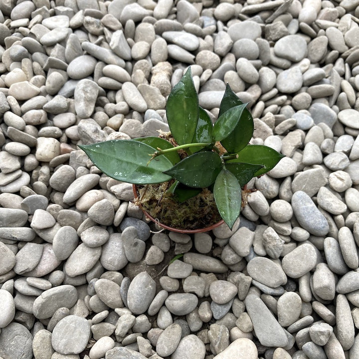 Hoya Lacunosa, floarea de ceara, de vanzare la cel mai bun pret!