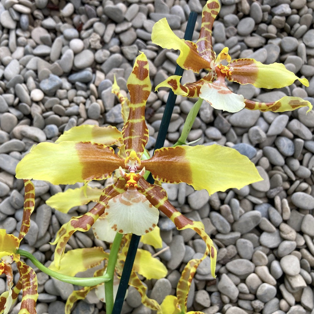 Orhidee Rossioglossum Rawdon Jester