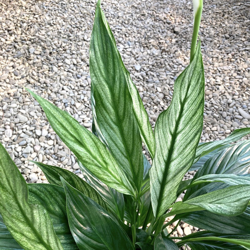 Spathiphyllum 'Silver Cupido' - variegated leaves!