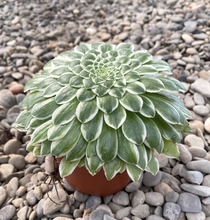 Aeonium tabuliforme f. variegata