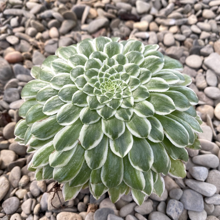 Aeonium tabuliforme f. variegata