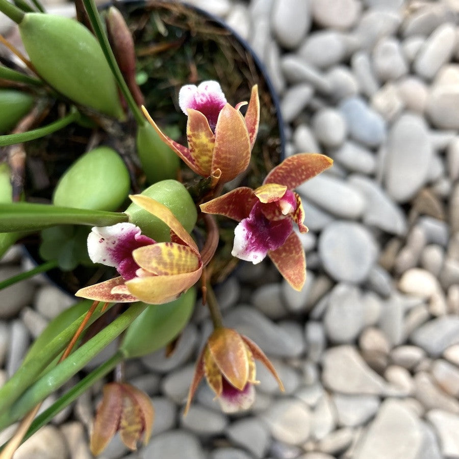 Orhidee Maxillaria atrosanguinea , pret atractiv