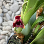 Maxillaria variabilis 'Black'