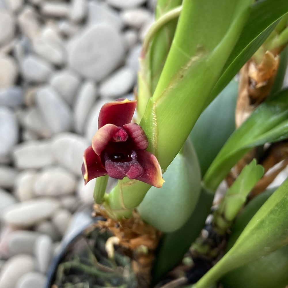 Maxillaria variabilis 'Black'
