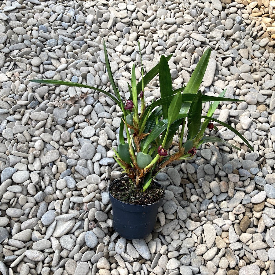 Maxillaria variabilis 'Black'