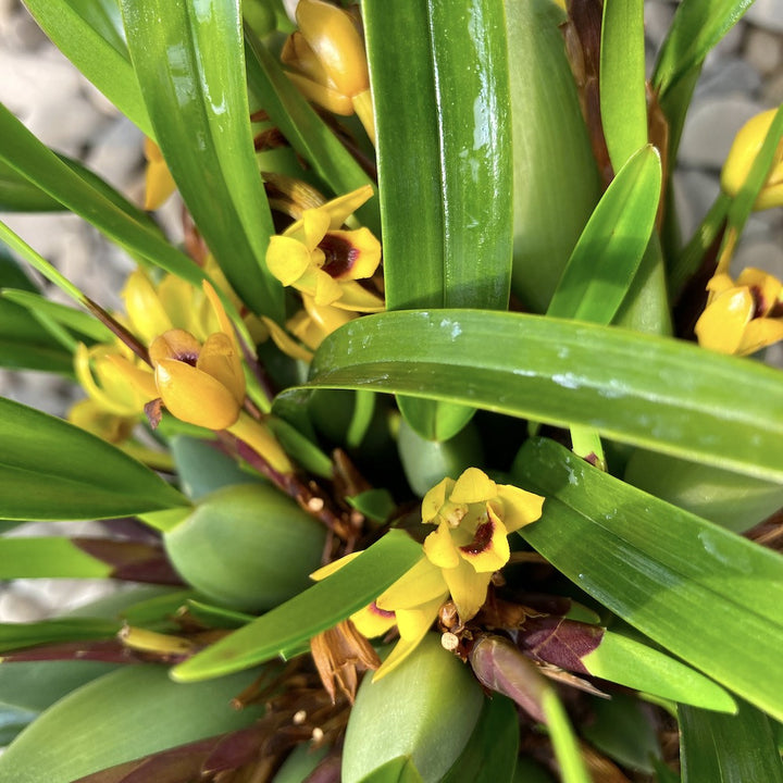 Maxillaria variabilis 'Yellow' - parfum de migdale