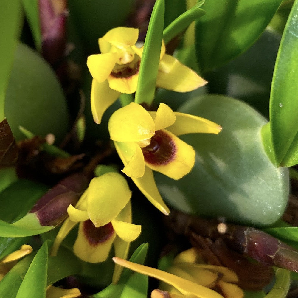 Maxillaria variabilis 'Yellow' - parfum de migdale