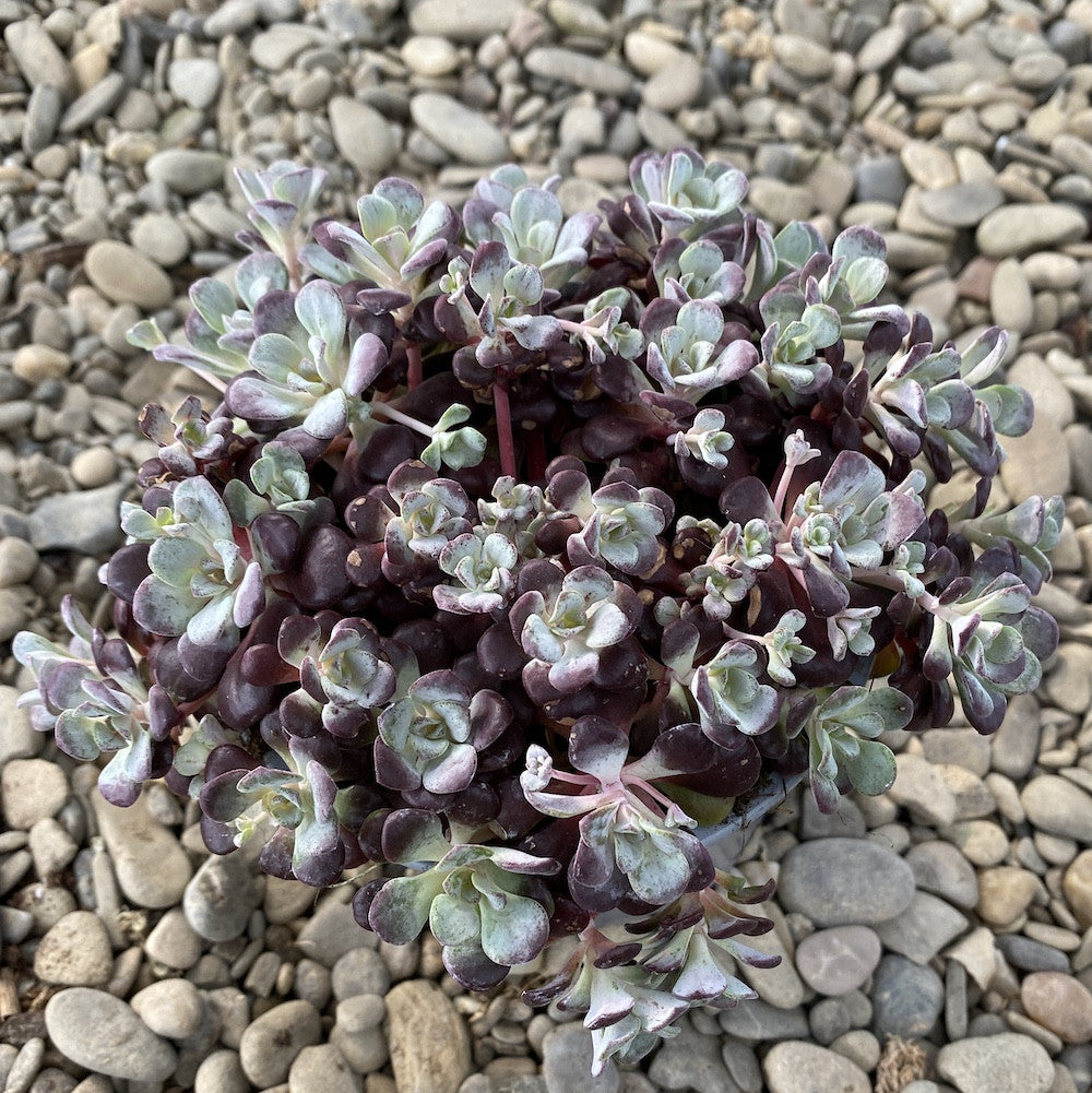 Sedum spathulifolium 'Purpureum' (Broadleaf Stonecrop, Stonecrop)