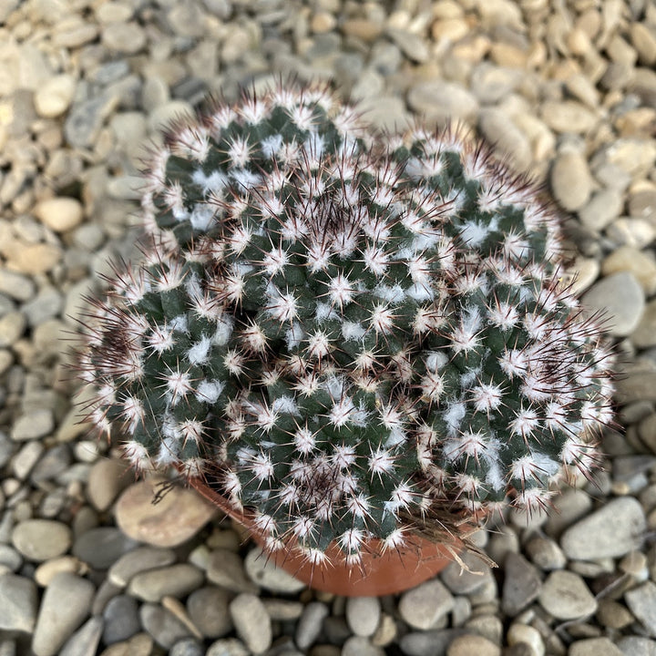 Mammillaria voburnensis