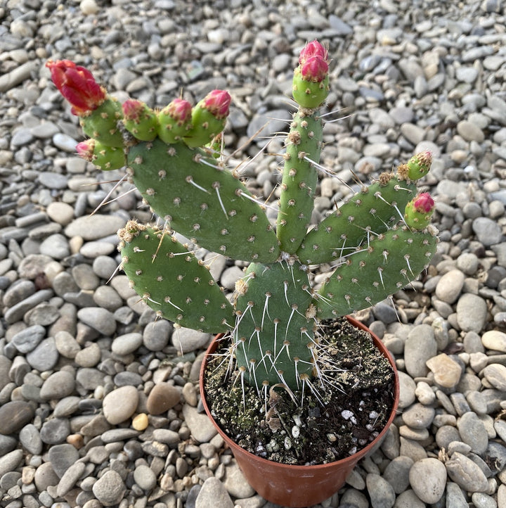 Opuntia Quitensis