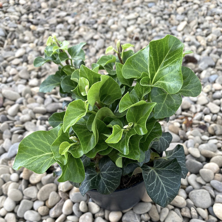 Hedera helix 'Erecta' - iedera cu crestere verticala