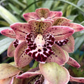 Orhidee Cymbidium Vogel's Magic - parfumat