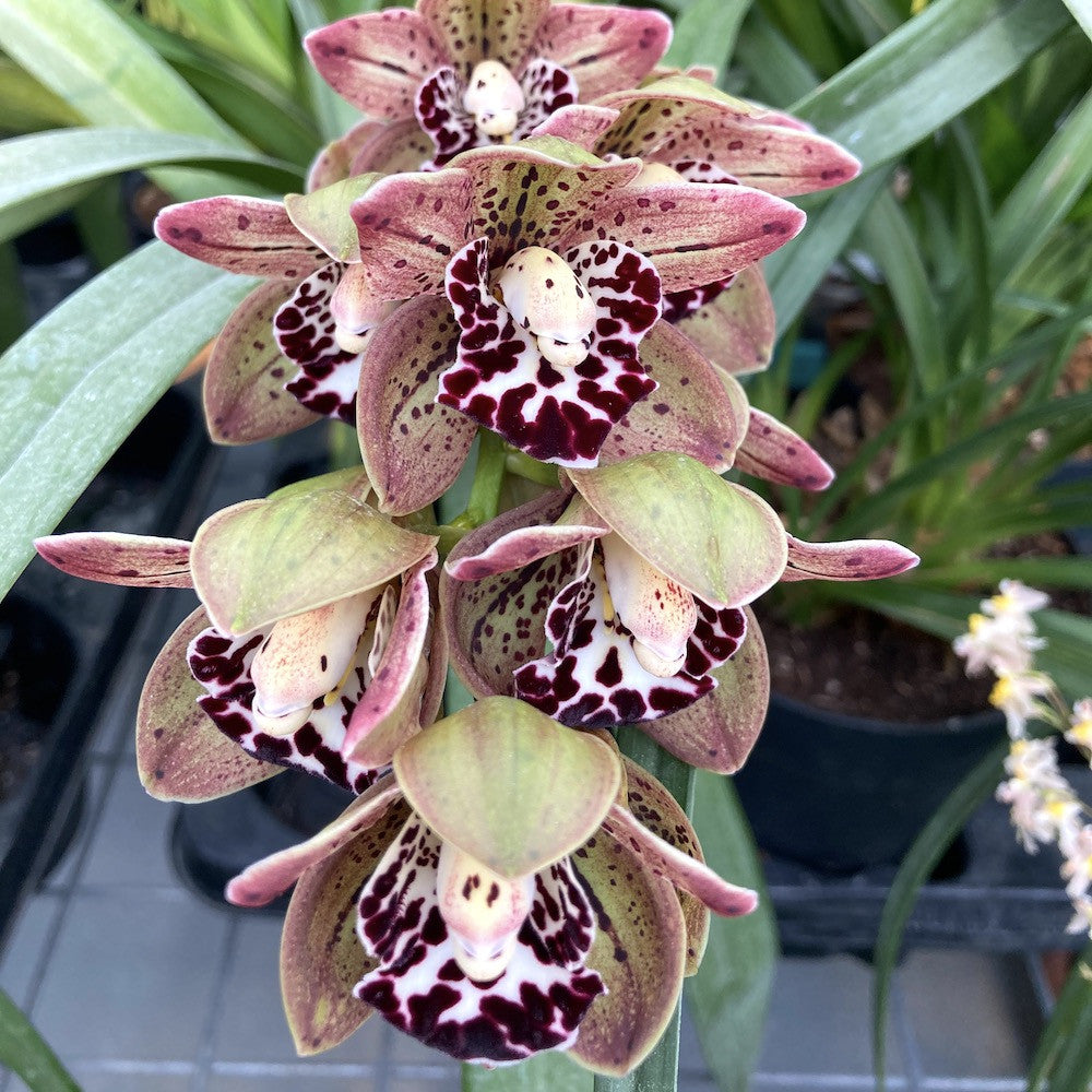 Orhidee Cymbidium Vogel's Magic - parfumat