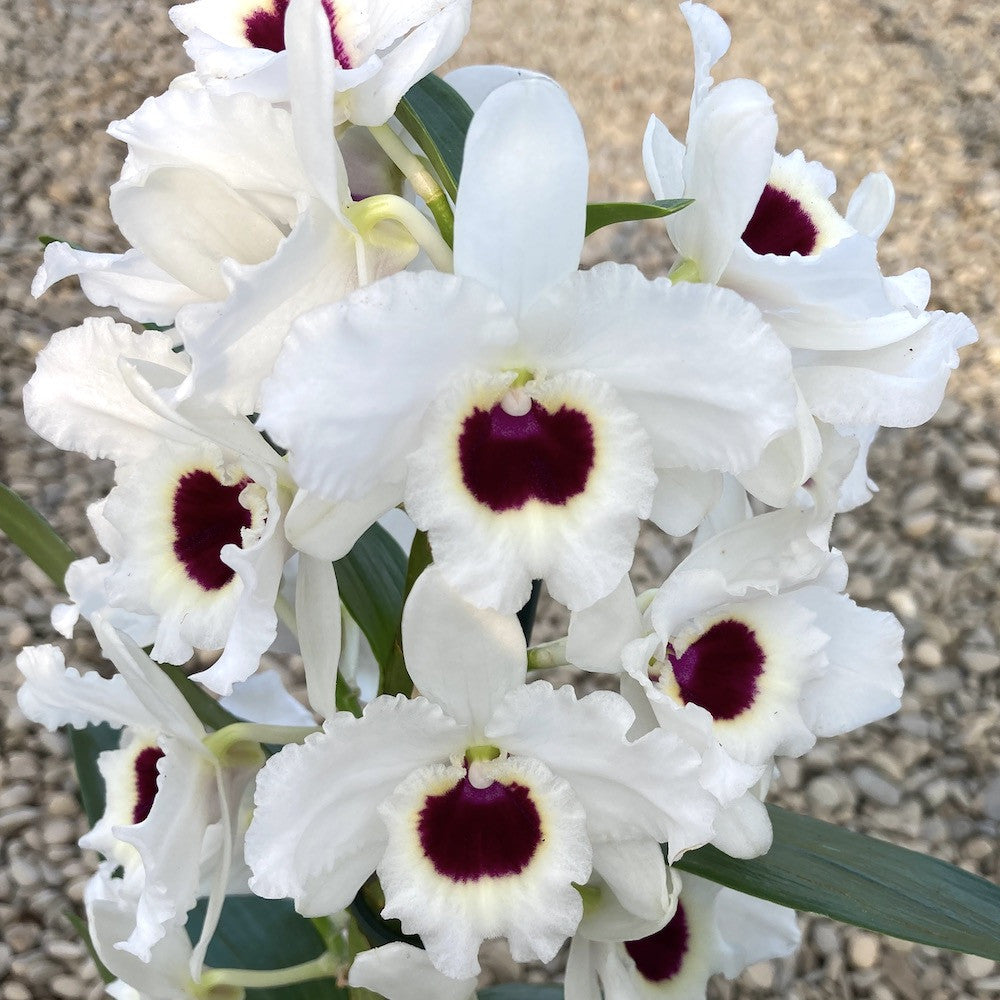 Cumpara Orhidee Dendrobium parfumata Black Eye, pret atractiv, livrare rapida