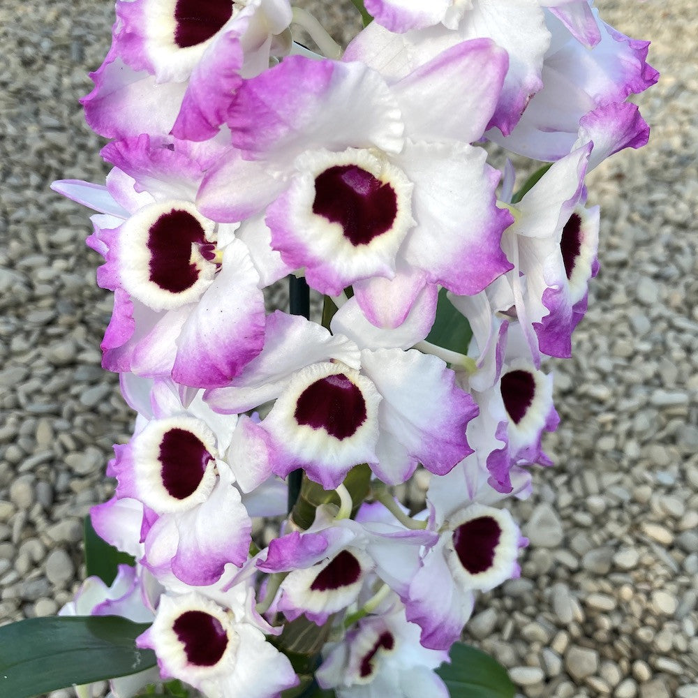 Cumpara Orhidee Dendrobium Lucky Bird ‘Holiday’, pret atractiv, livrare rapida