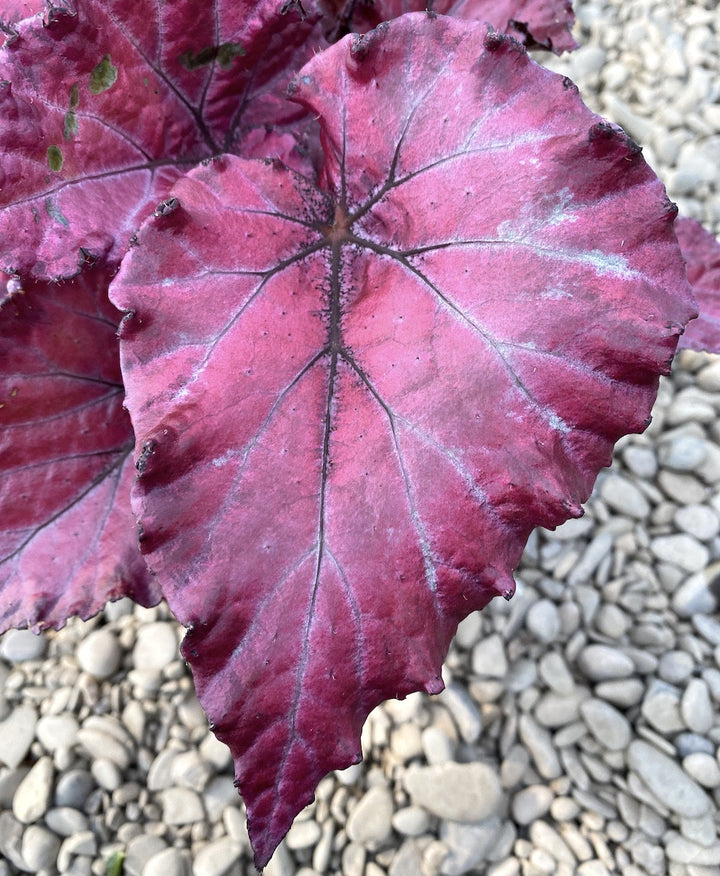 Begonia Red Dwarf