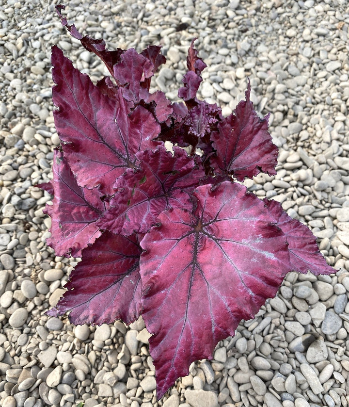 Begonia Red Dwarf