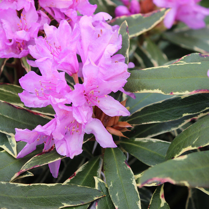 Rhododendron ponticum 'Variegatum' - azalee de gradina variegata