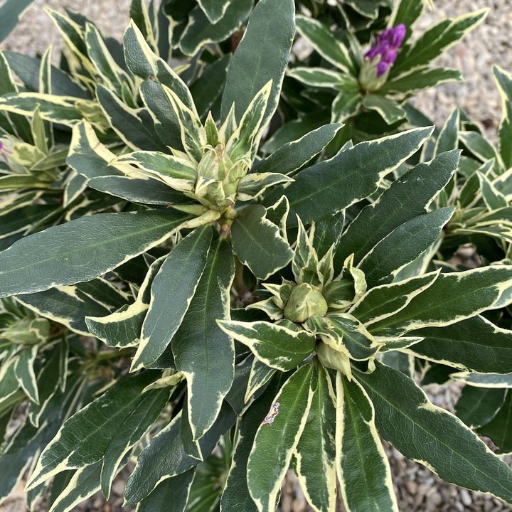 Rhododendron ponticum 'Variegatum' - azalee de gradina variegata