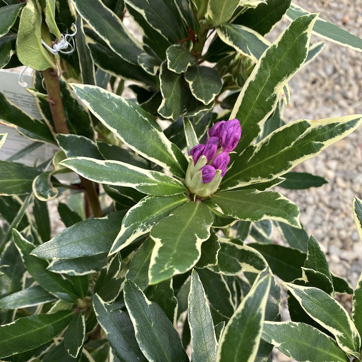 Rhododendron ponticum 'Variegatum' - azalee de gradina variegata