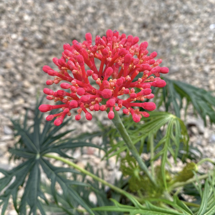 Jatropha multifida (the coral plant)