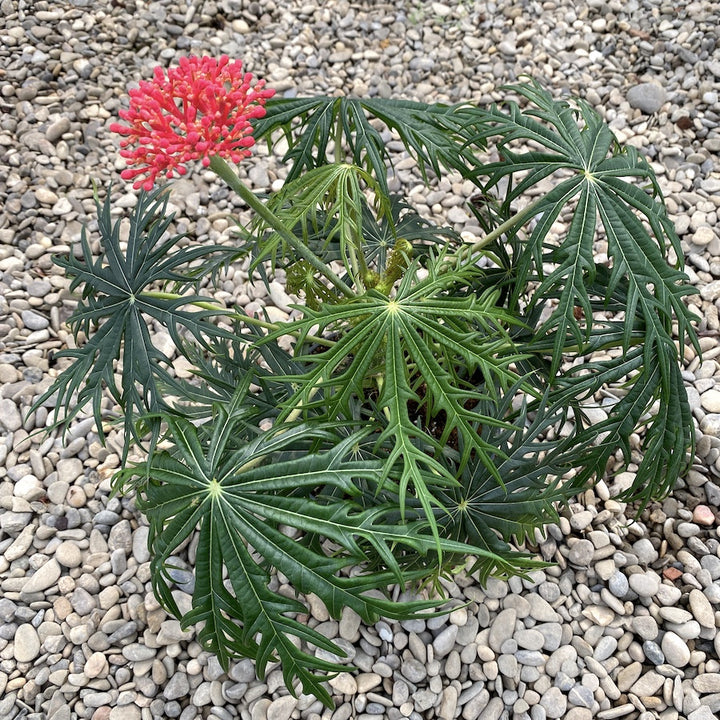 Jatropha multifida (the coral plant)