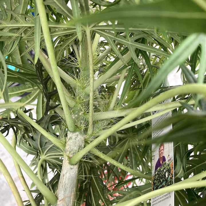 Jatropha multifida (the coral plant)