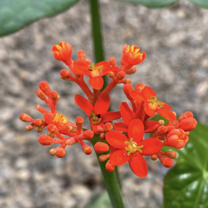 Jatropha podagrica (Buddha belly)